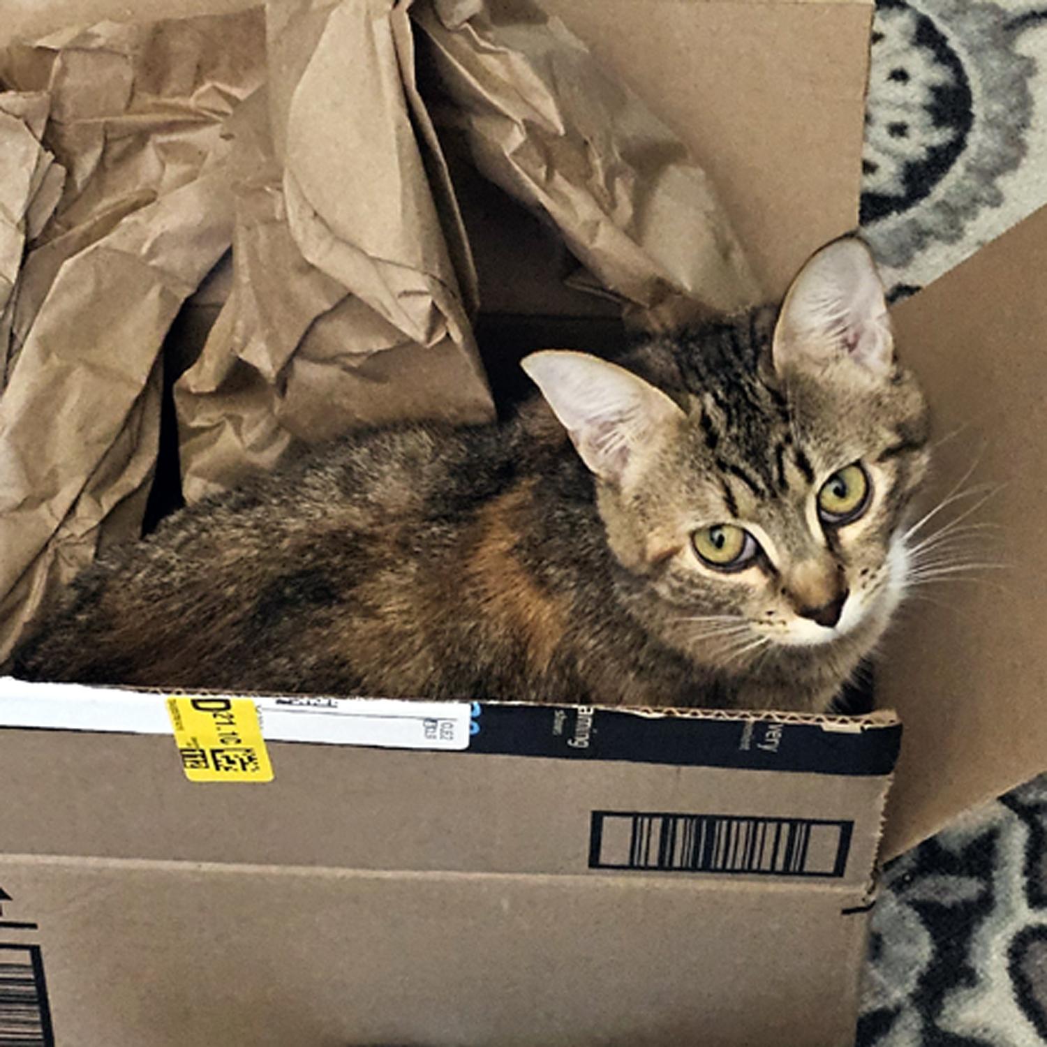 Enlarge Roxy, a ADOPTABLE Domestic Short Hair in Wadsworth, OH image 2/5