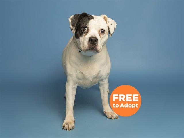 Enlarge BESSIE, a Adoptable mixed breed in Phoenix, AZ image 1/1