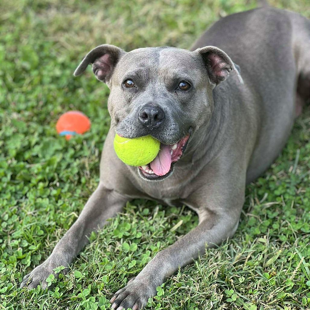 Enlarge Beatrice, a Adoptable Mixed Breed in Huntington, WV image 1/6
