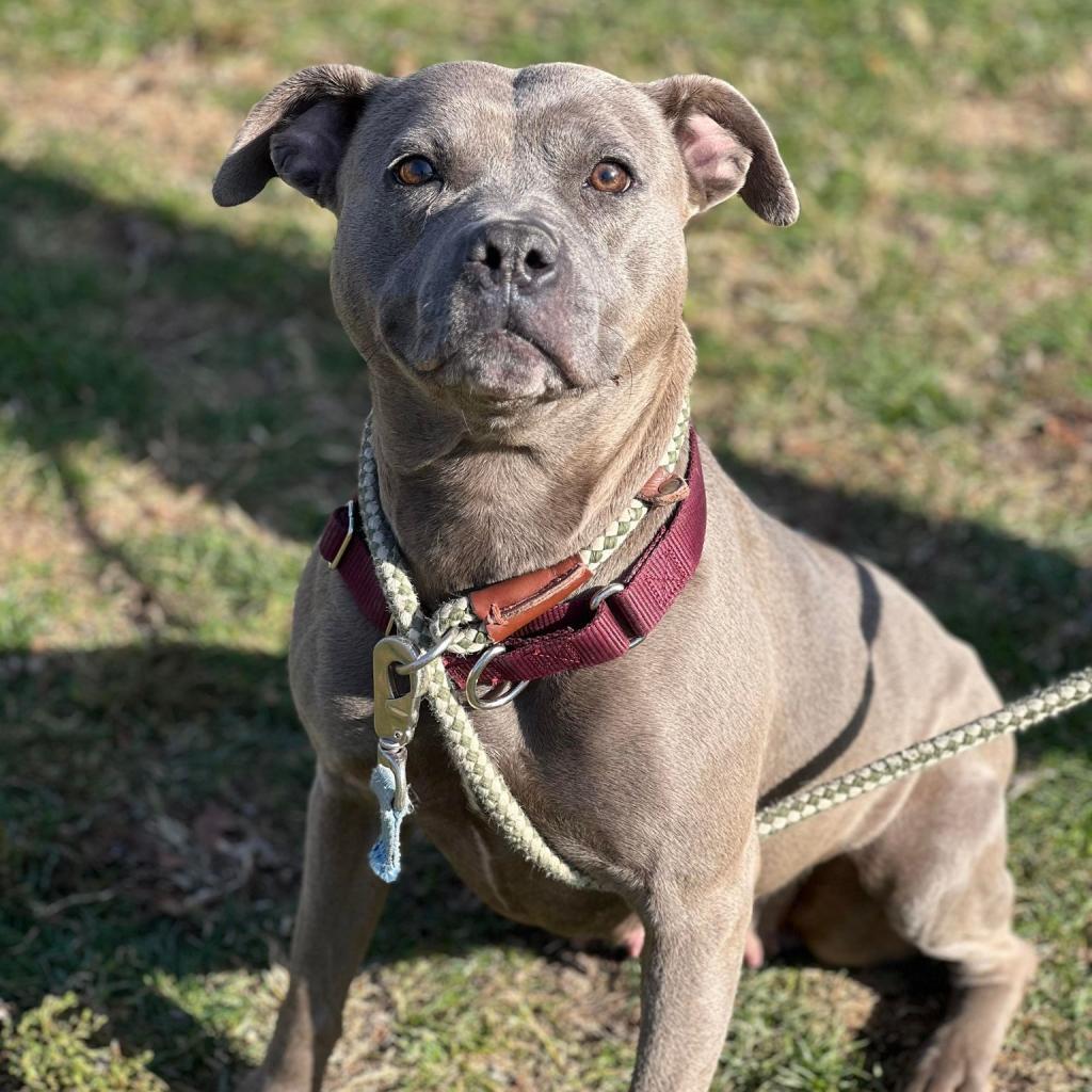 Enlarge Beatrice, a Adoptable Mixed Breed in Huntington, WV image 2/6