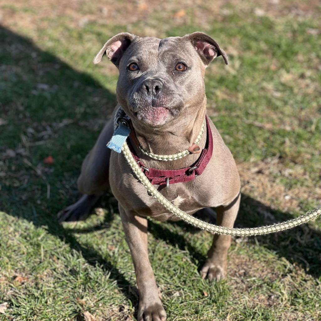 Enlarge Beatrice, a Adoptable Mixed Breed in Huntington, WV image 3/6