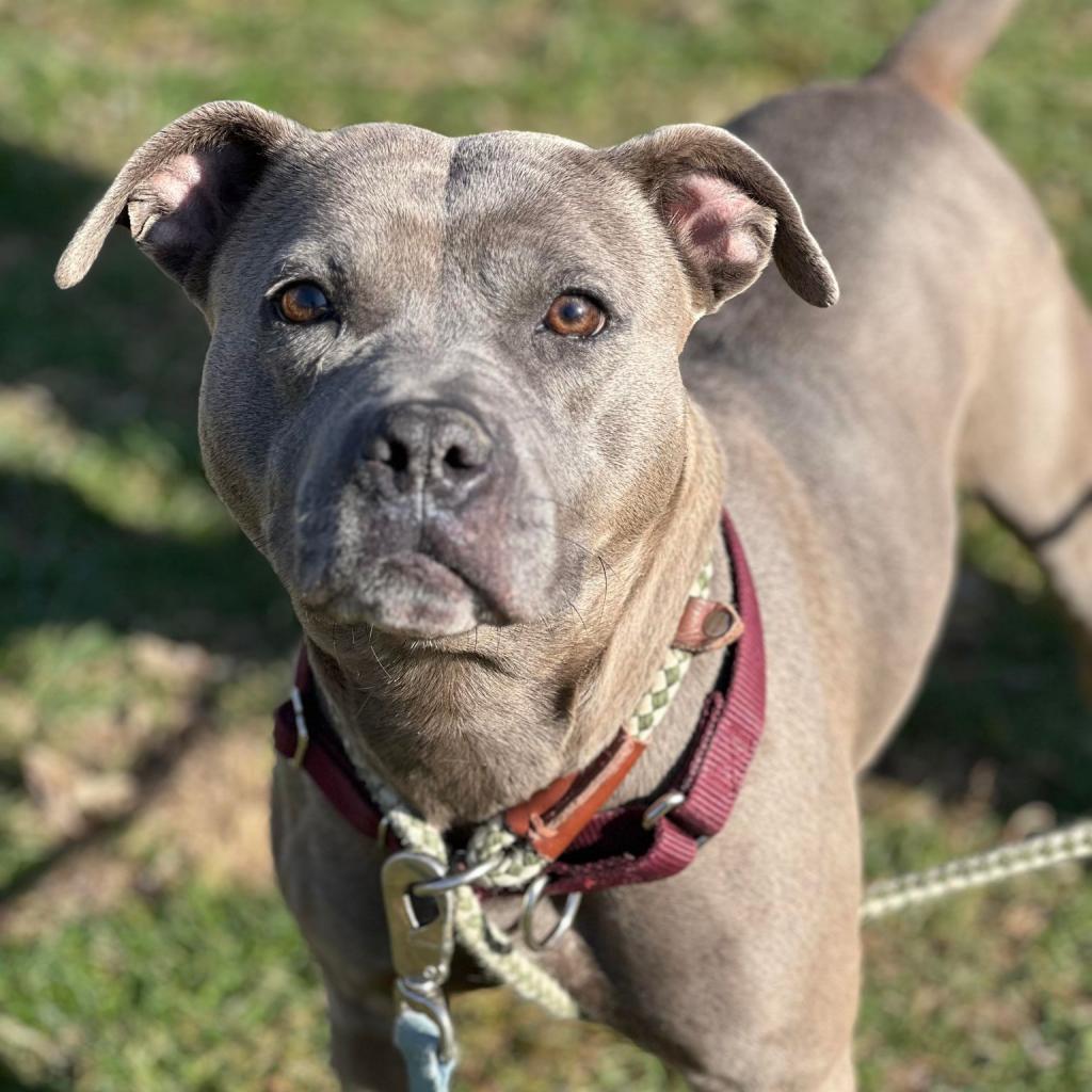 Enlarge Beatrice, a Adoptable Mixed Breed in Huntington, WV image 4/6