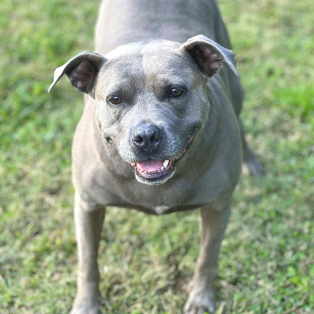 Enlarge Beatrice, a Adoptable Mixed Breed in Huntington, WV image 5/6