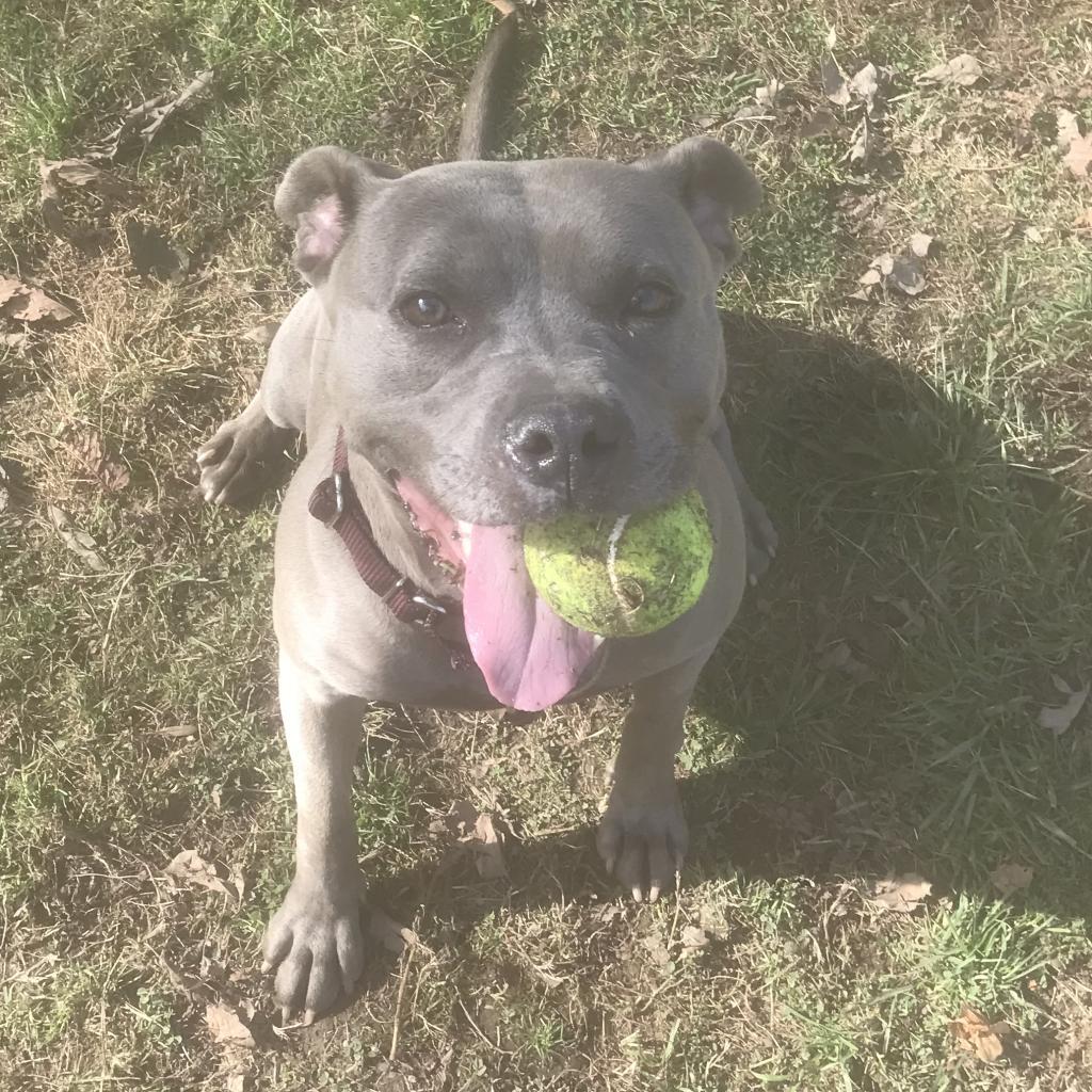 Enlarge Beatrice, a Adoptable Mixed Breed in Huntington, WV image 6/6