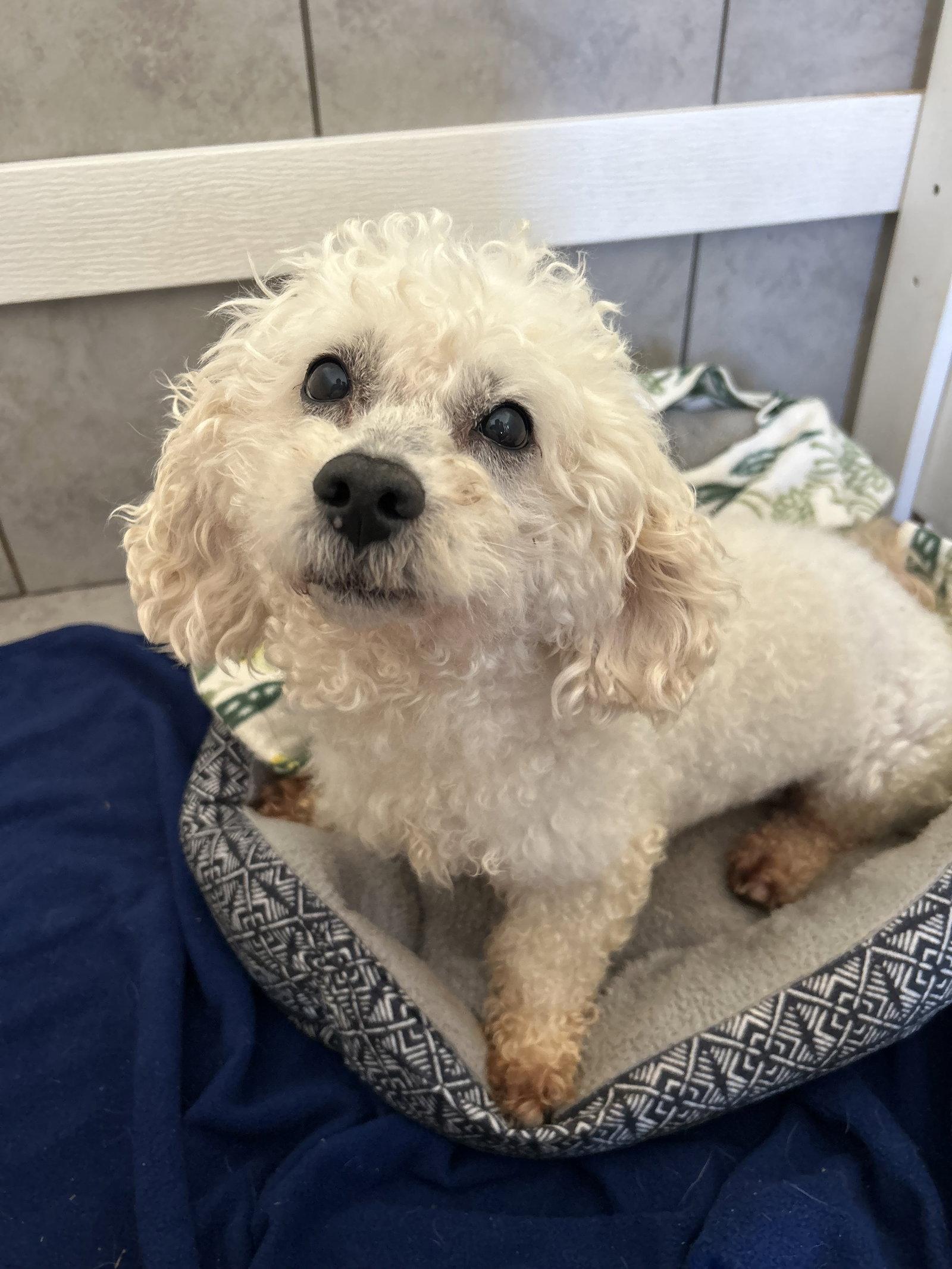 Enlarge Chowder Apr 26, a Adopted Poodle in Pacolet, SC image 1/3