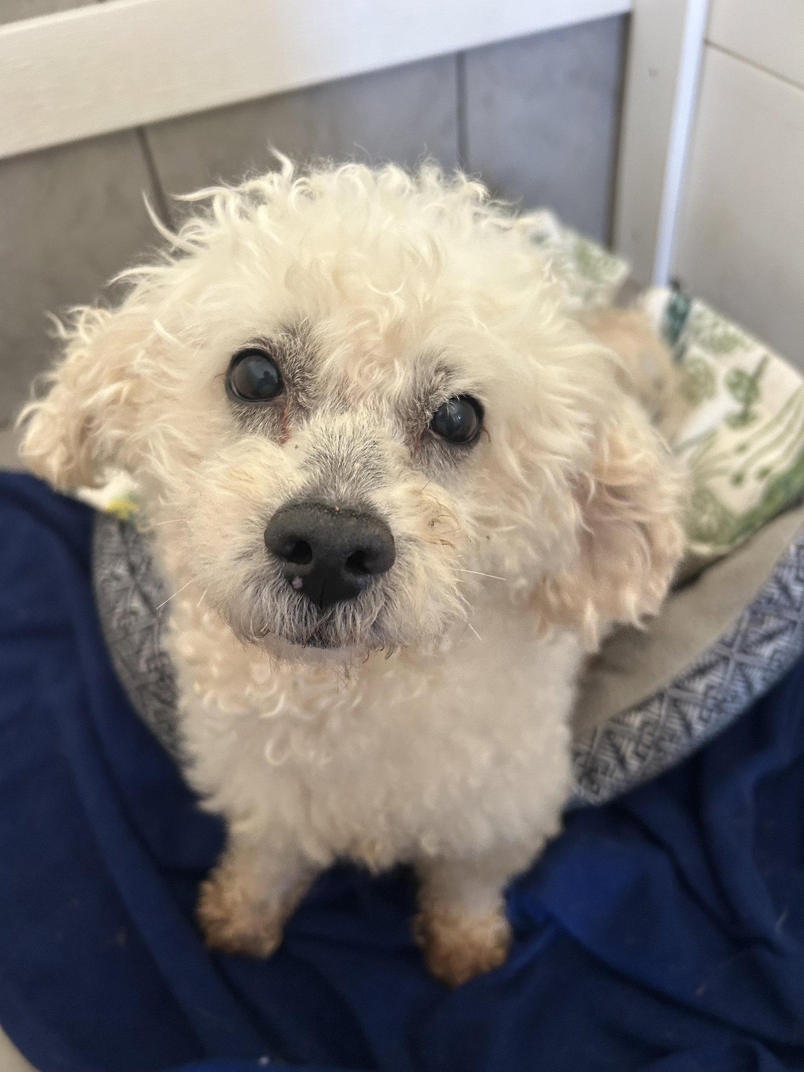 Enlarge Chowder Apr 26, a Adopted Poodle in Pacolet, SC image 3/3