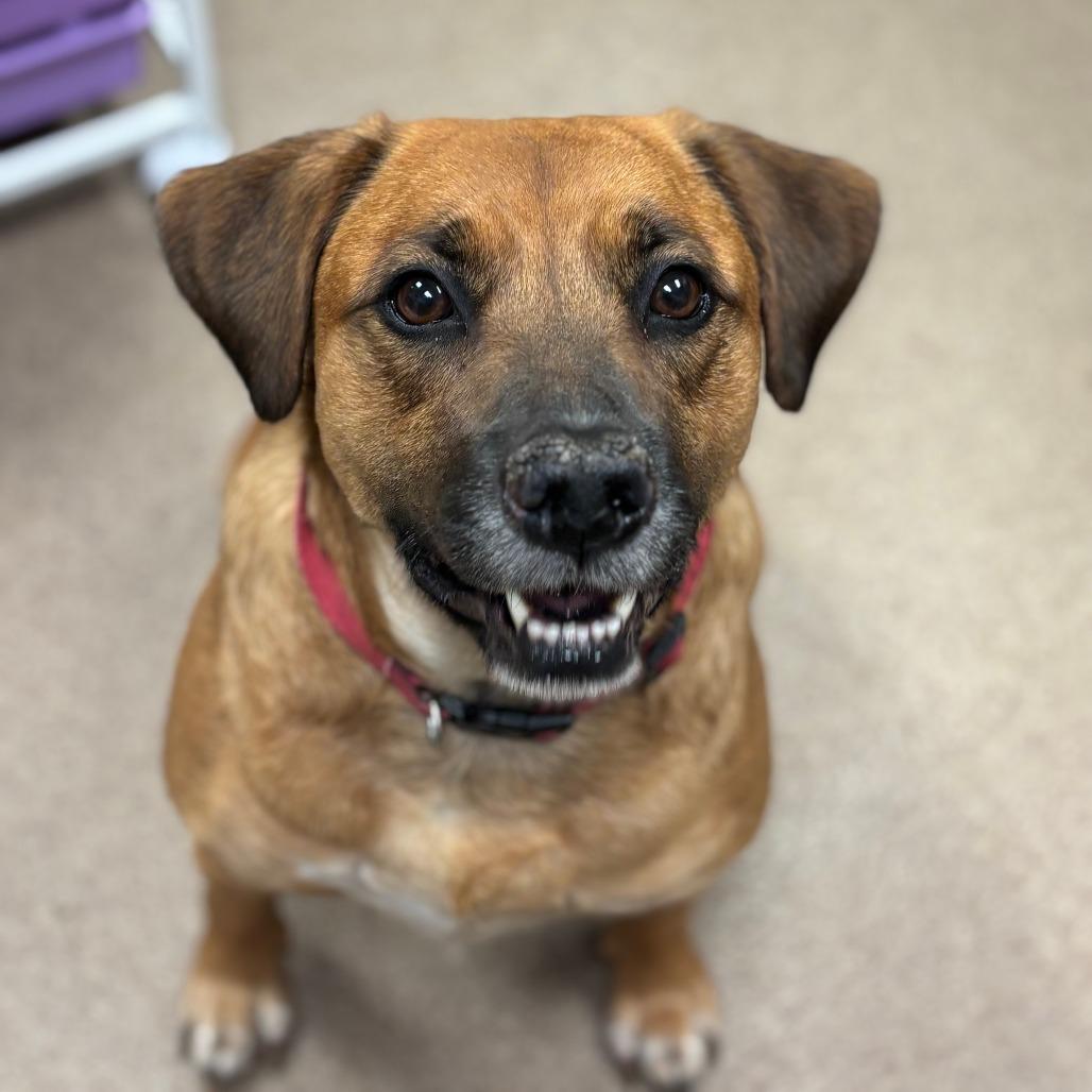 Macy, Adoptable, Adult Female Labrador Retriever.