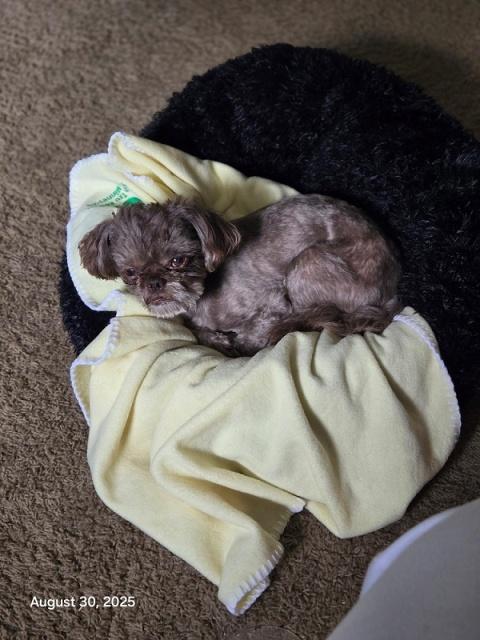 ARCHIE pending, a Adopted Shih Tzu in Eden Prairie, MN image 1/3