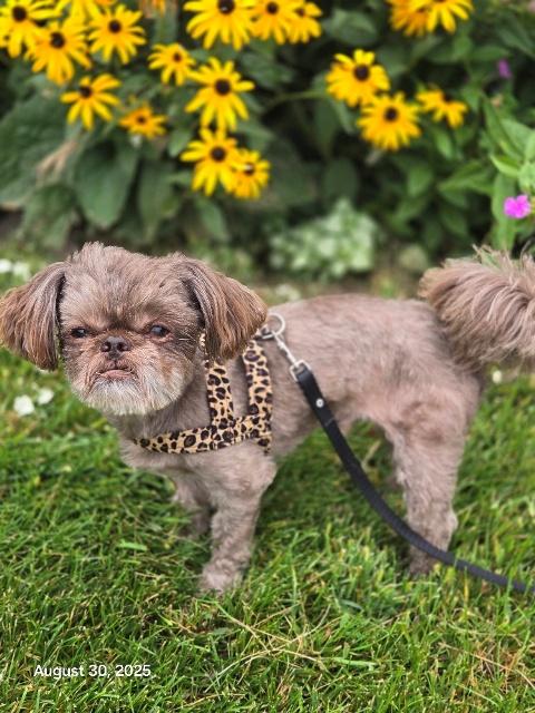 ARCHIE pending, a Adopted Shih Tzu in Eden Prairie, MN image 2/3