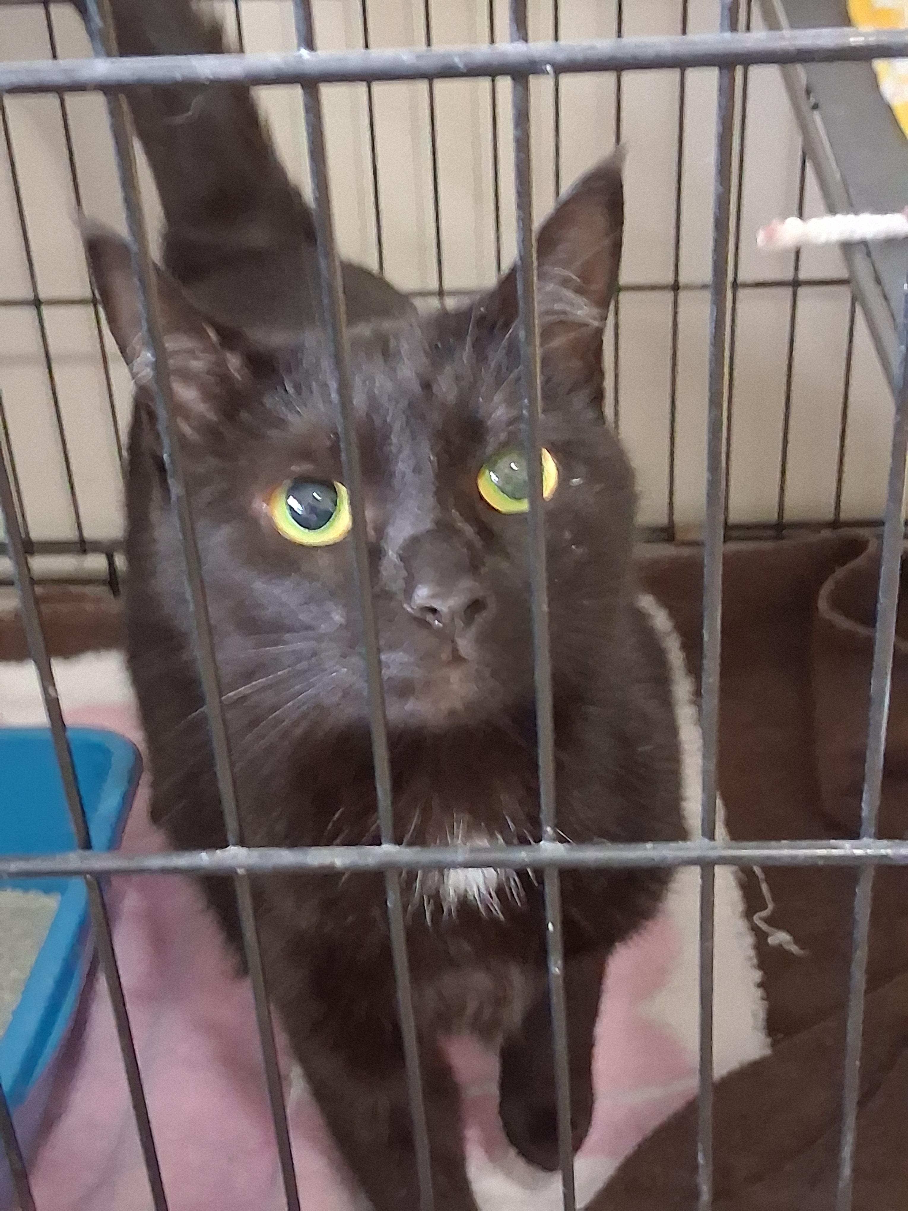 Babbit, Adoptable, Young Female Domestic Short Hair.