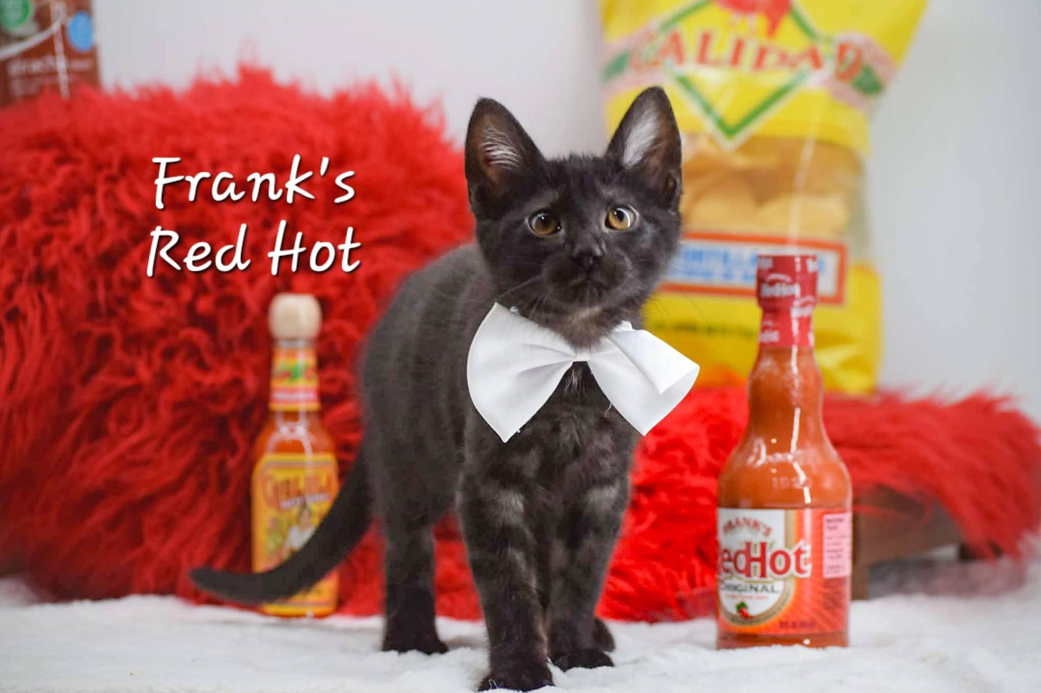 Franks Red Hot, ADOPTABLE, Kitten Male Domestic Short Hair.