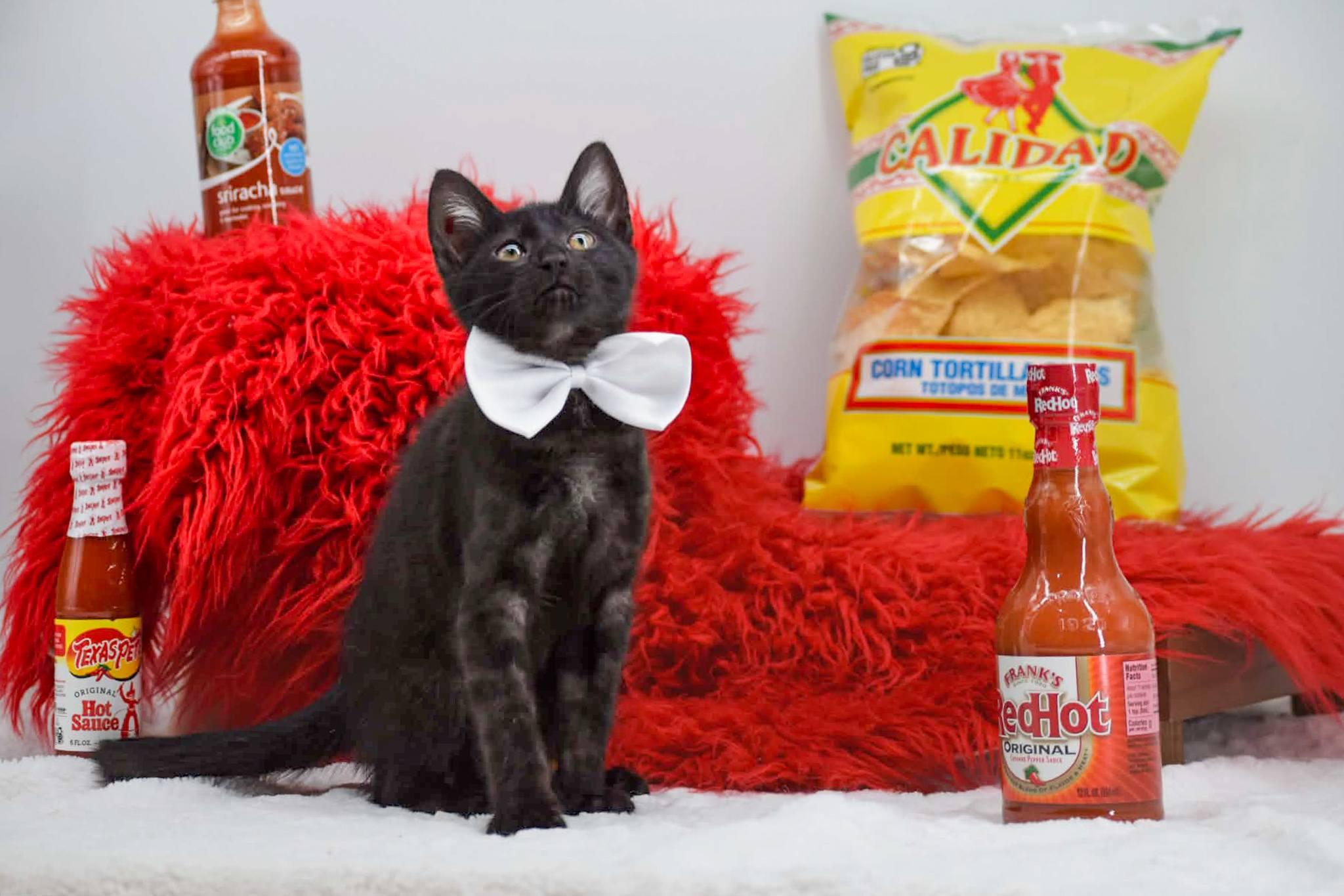 Enlarge Franks Red Hot, a ADOPTABLE Domestic Short Hair in Sevierville, TN image 2/4