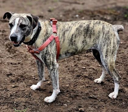 Enlarge PETRA, an adoptable mixed breed in Fernandina Beach, FL image 3/3