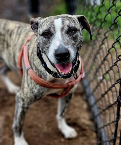 Enlarge PETRA, an adoptable mixed breed in Fernandina Beach, FL image 1/3