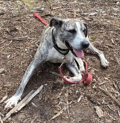 Enlarge PETRA, an adoptable mixed breed in Fernandina Beach, FL image 2/3