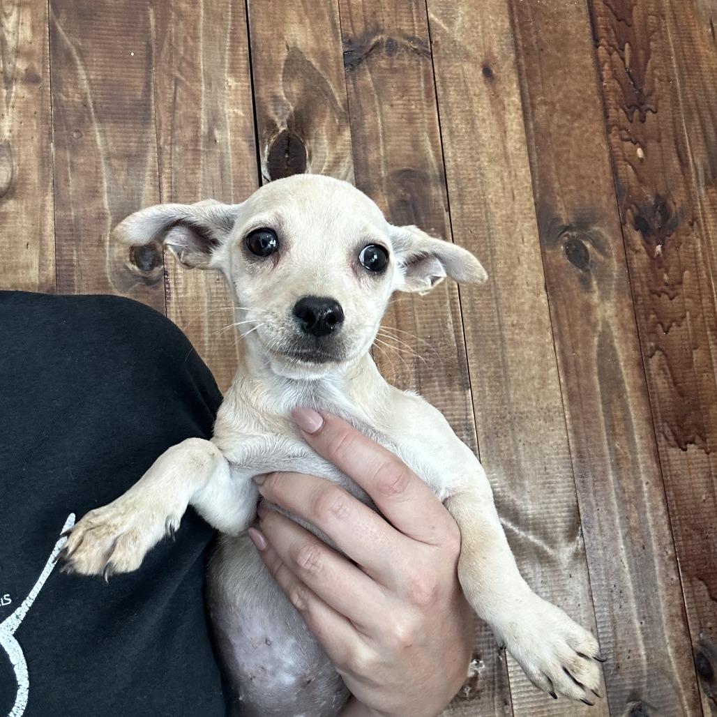 Paola, Adoptable, Young Female Mixed Breed.