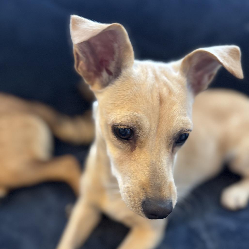 Enlarge Paola, a Adoptable Mixed Breed in San Juan, PR image 2/3