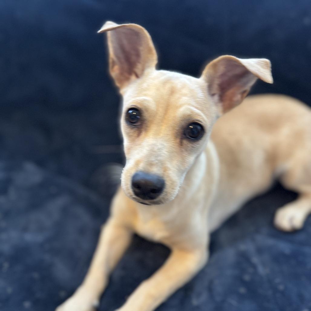 Enlarge Paola, a Adoptable Mixed Breed in San Juan, PR image 3/3