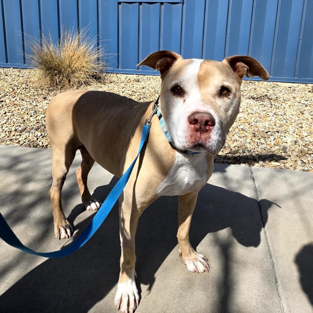 Samson, a Adoptable Pit Bull Terrier in Albuquerque, NM image 1/6