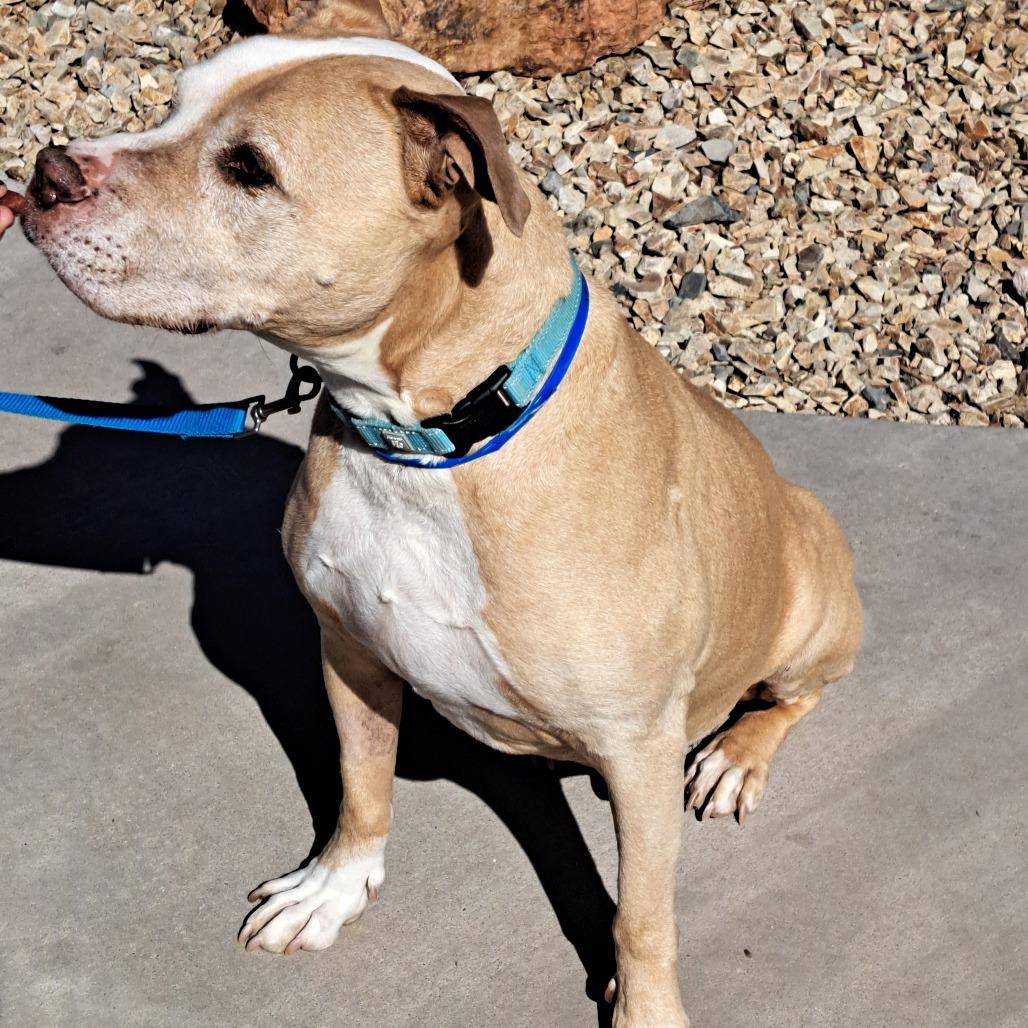 Samson, a Adoptable Pit Bull Terrier in Albuquerque, NM image 2/6