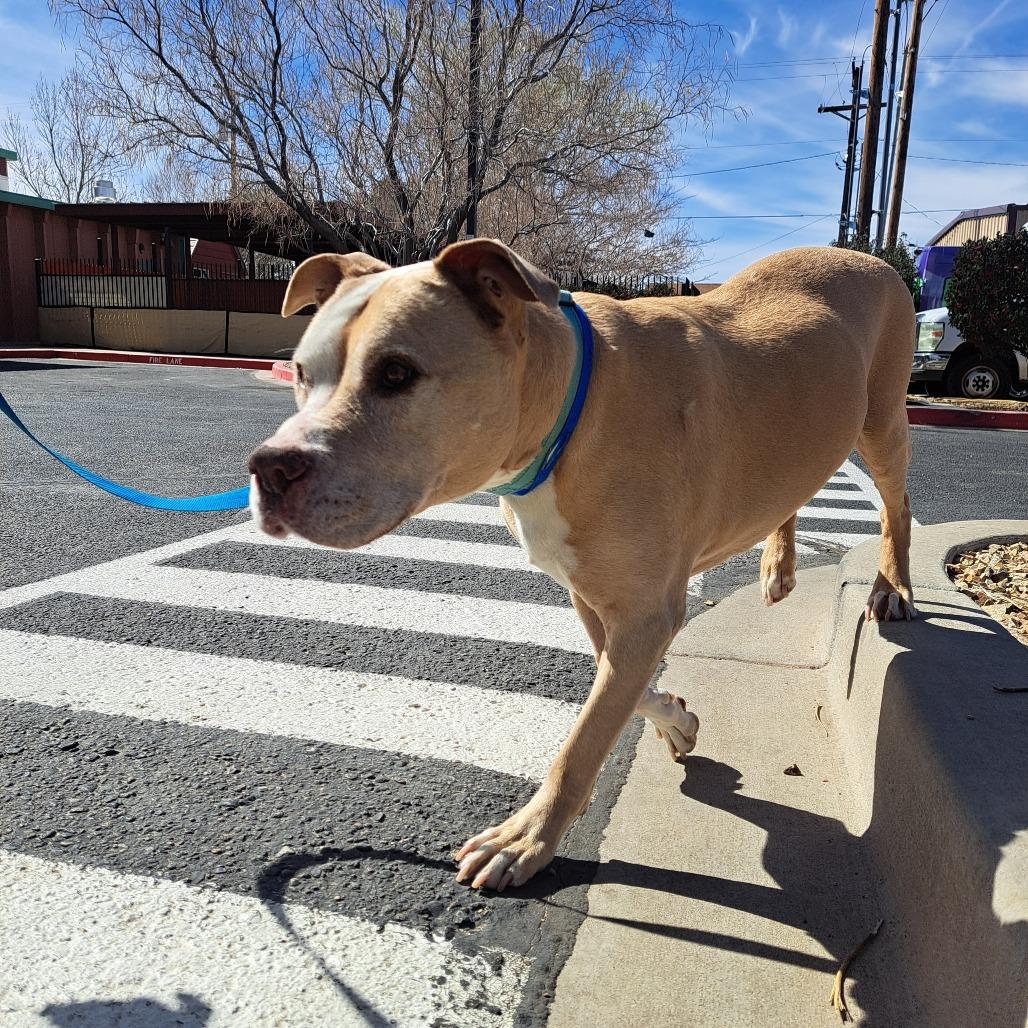 Samson, a Adoptable Pit Bull Terrier in Albuquerque, NM image 3/6