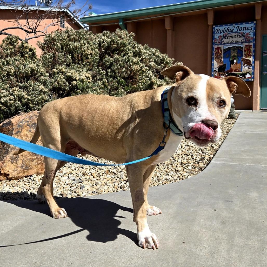 Samson, a Adoptable Pit Bull Terrier in Albuquerque, NM image 4/6