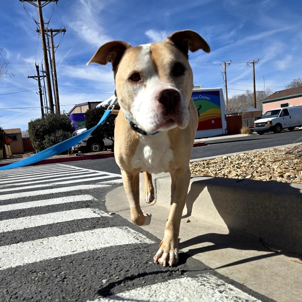Samson, a Adoptable Pit Bull Terrier in Albuquerque, NM image 6/6