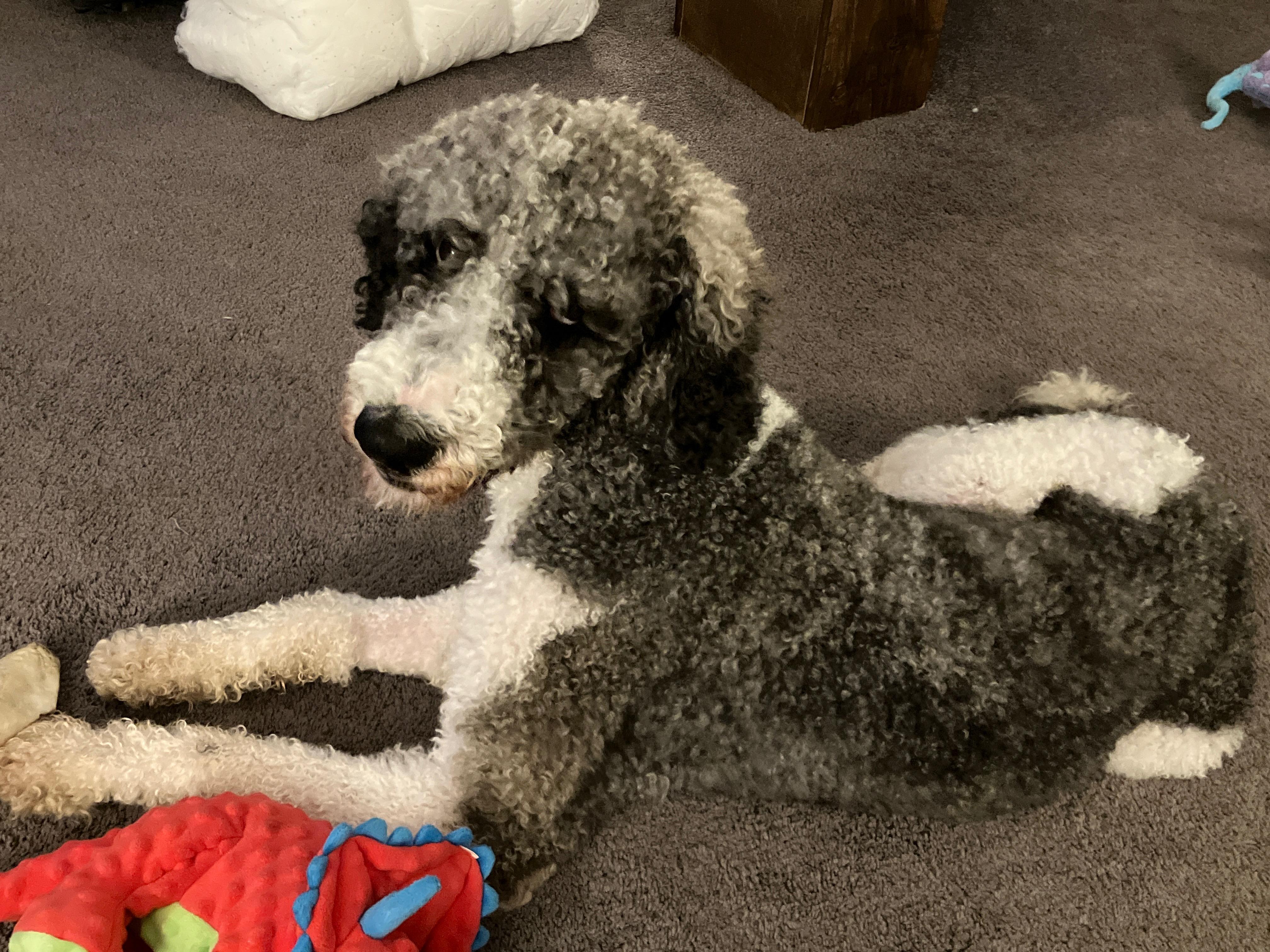 Enlarge Grayson, a Adoptable Standard Poodle in Hagerstown, MD image 4/6