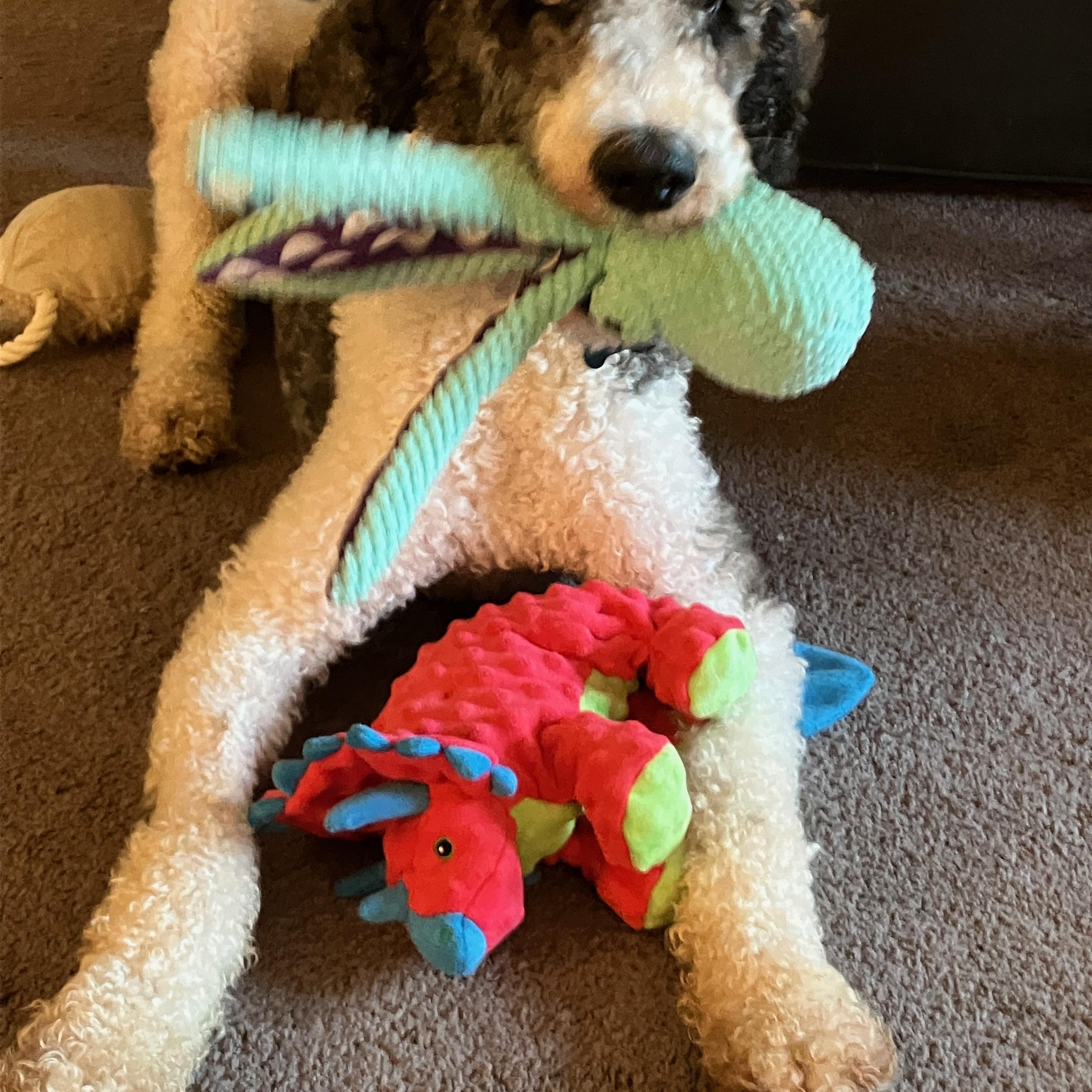 Enlarge Grayson, a Adoptable Standard Poodle in Hagerstown, MD image 2/6