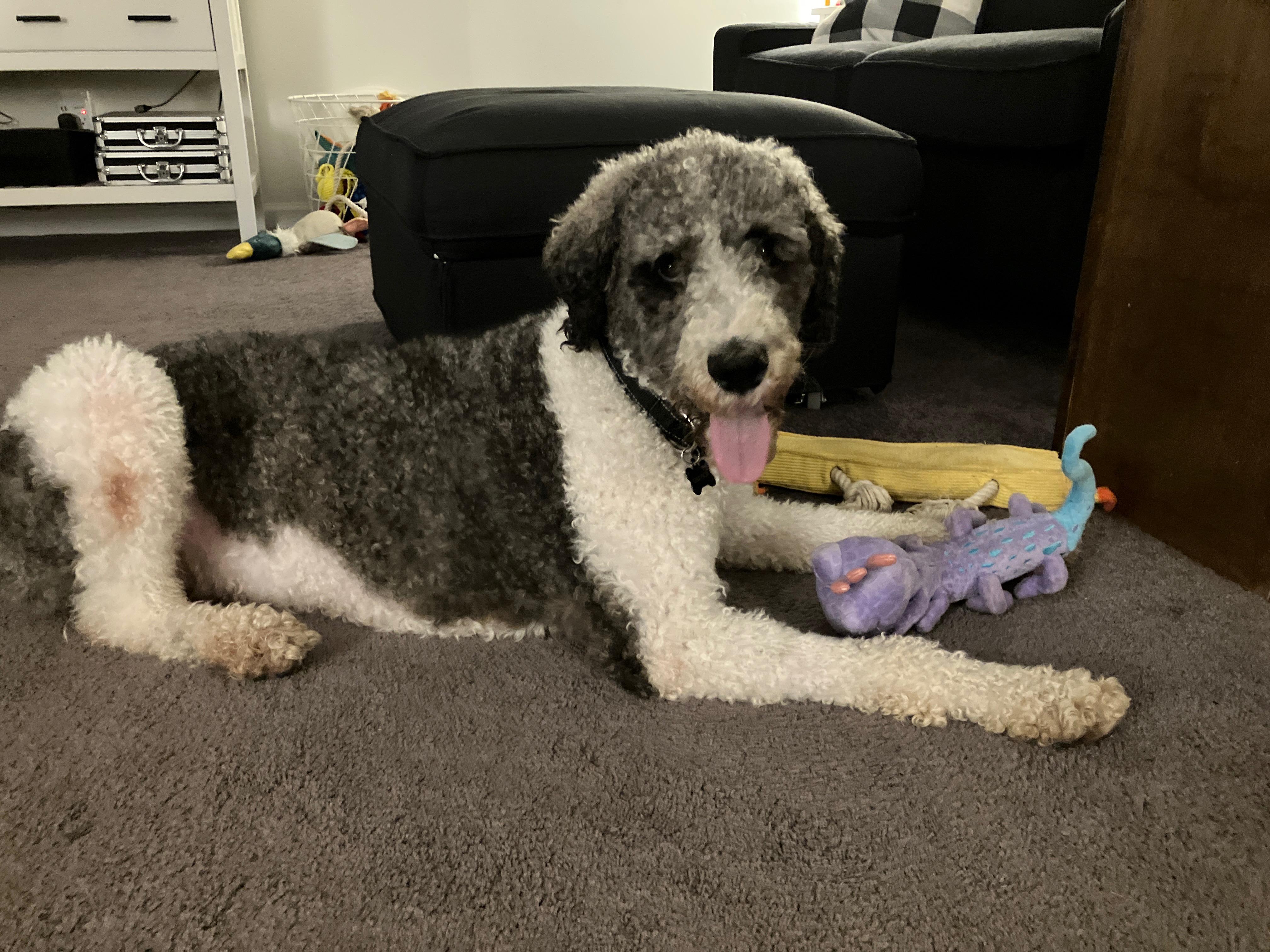 Enlarge Grayson, a Adoptable Standard Poodle in Hagerstown, MD image 6/6