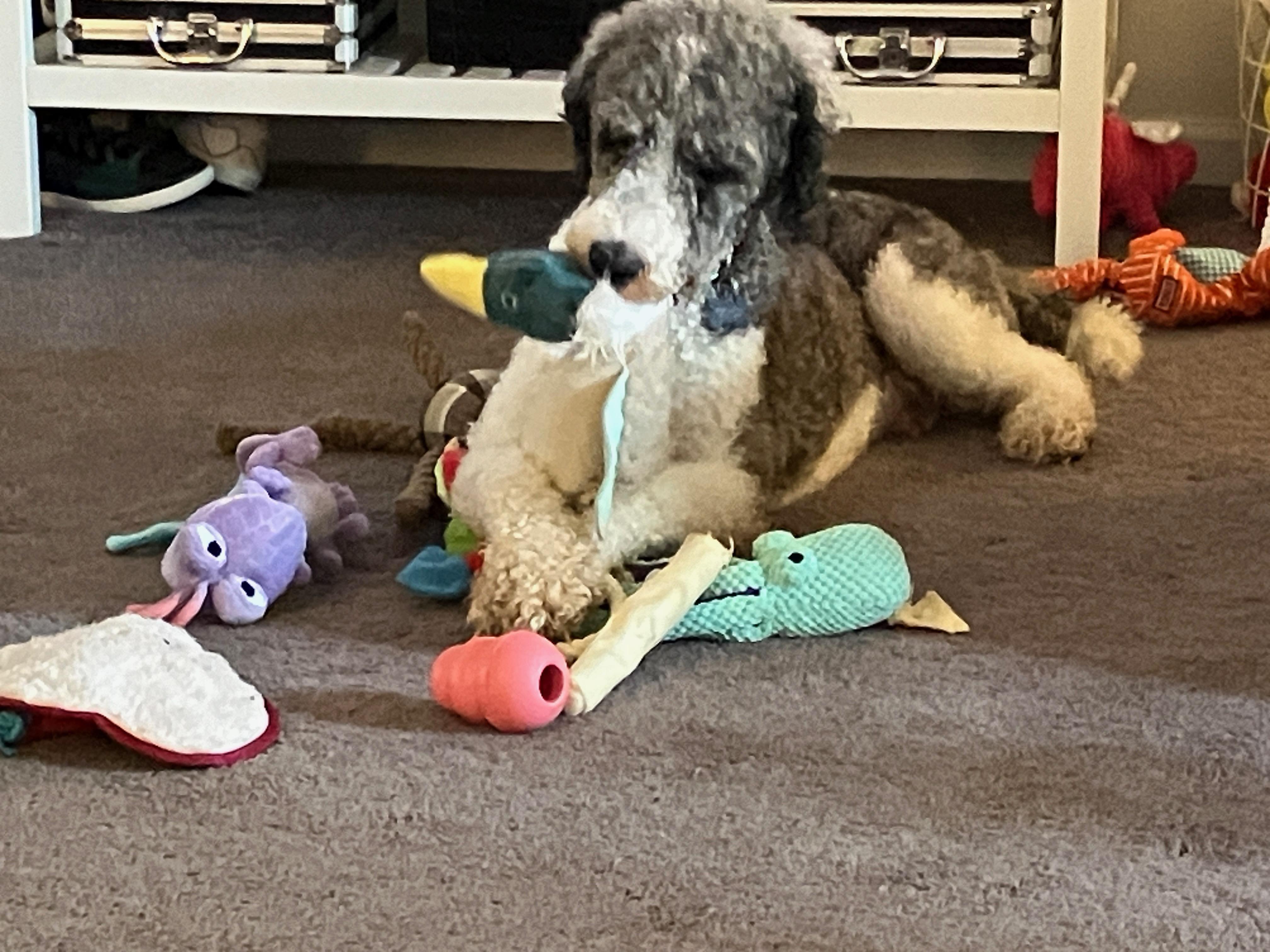 Enlarge Grayson, a Adoptable Standard Poodle in Hagerstown, MD image 1/6