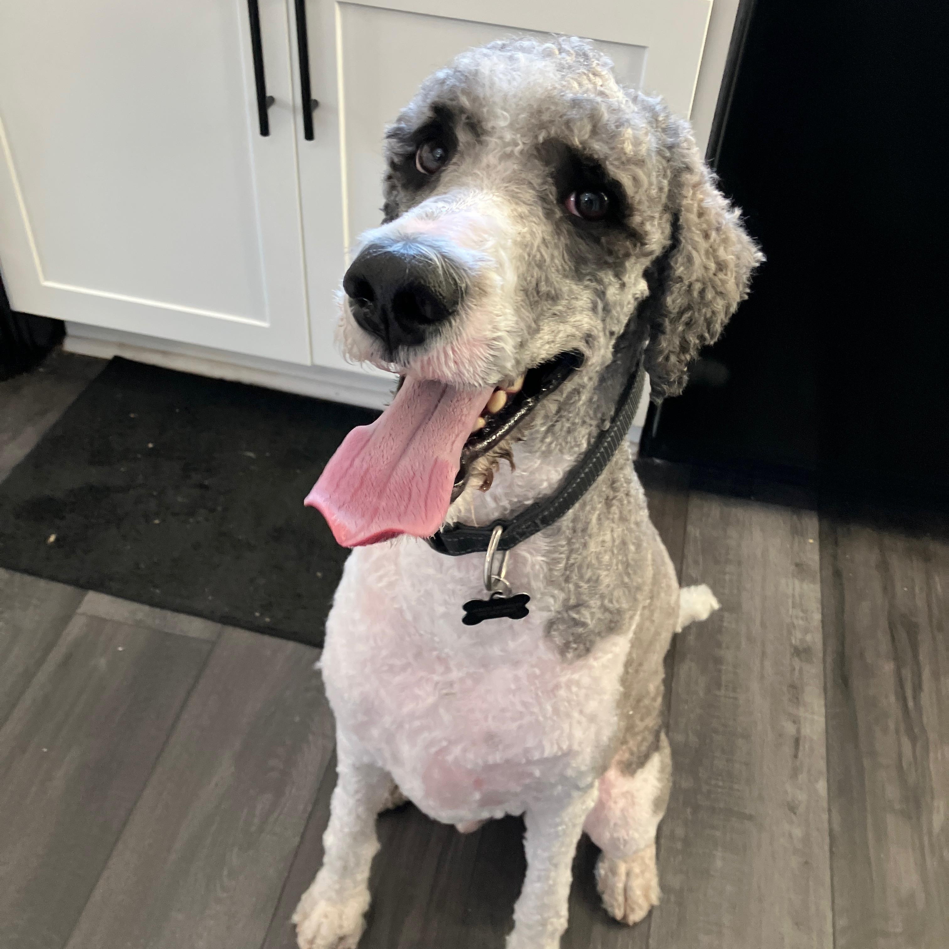 Enlarge Grayson, a Adoptable Standard Poodle in Hagerstown, MD image 3/6