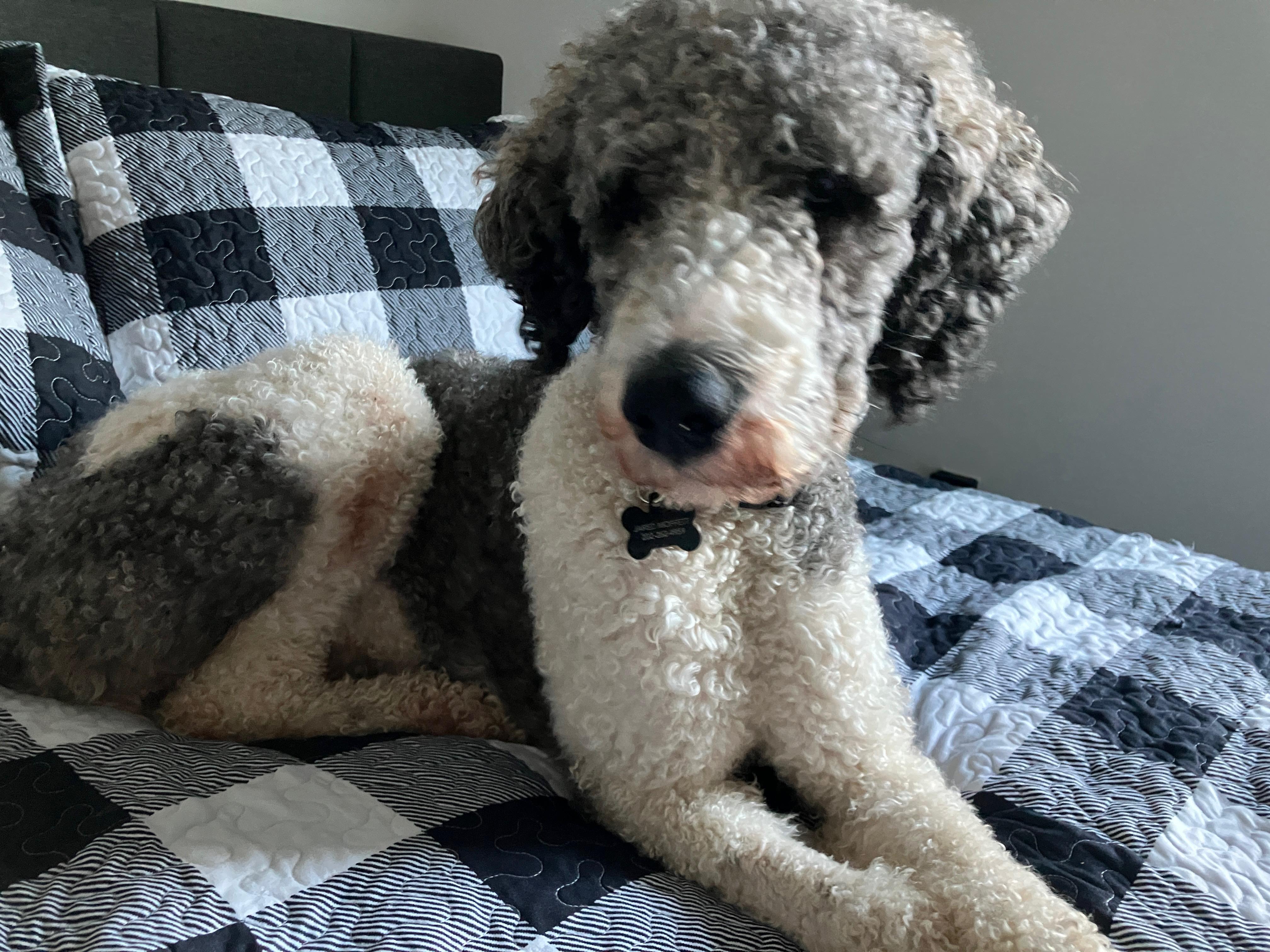 Enlarge Grayson, a Adoptable Standard Poodle in Hagerstown, MD image 5/6