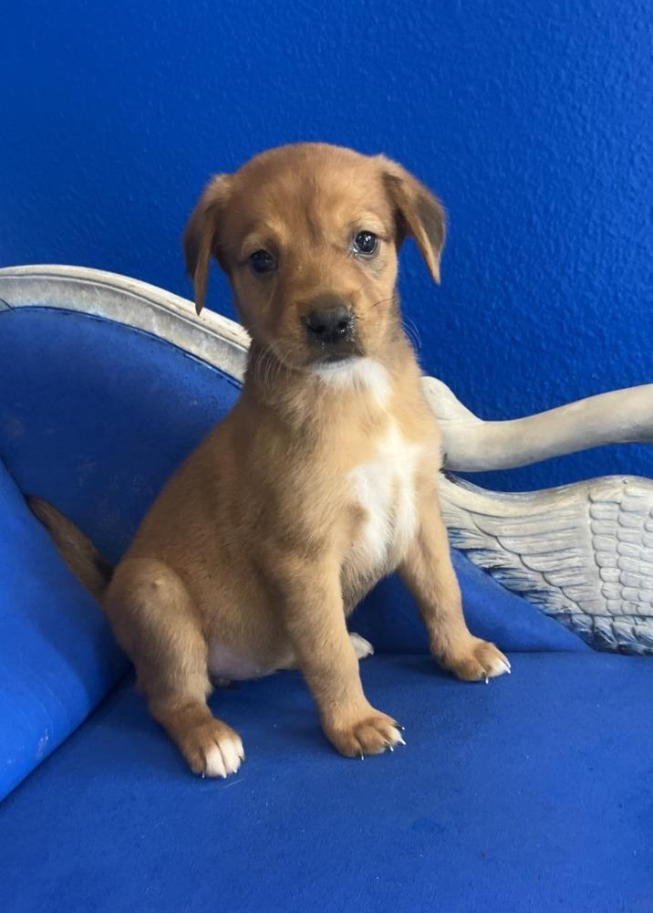 Enlarge Yam, a Adoptable mixed breed in Wolcott, CT image 1/6