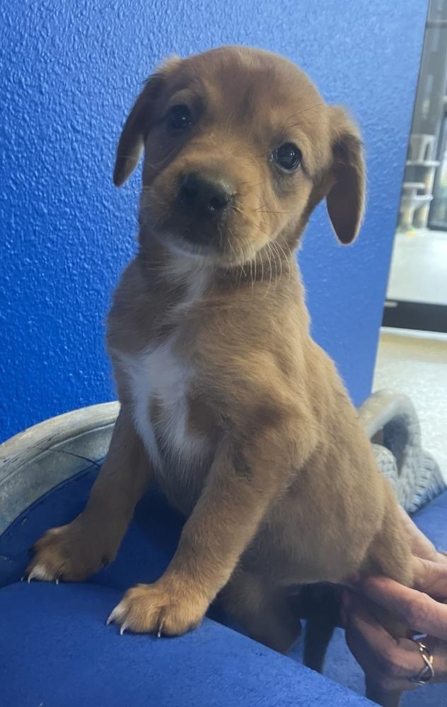 Enlarge Yam, a Adoptable mixed breed in Wolcott, CT image 3/6