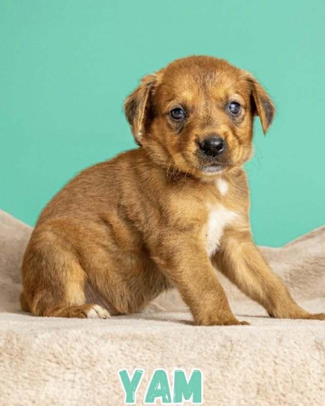 Enlarge Yam, a Adoptable mixed breed in Wolcott, CT image 4/6