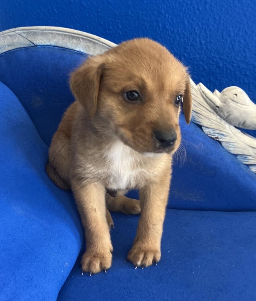 Enlarge Yam, a Adoptable mixed breed in Wolcott, CT image 5/6