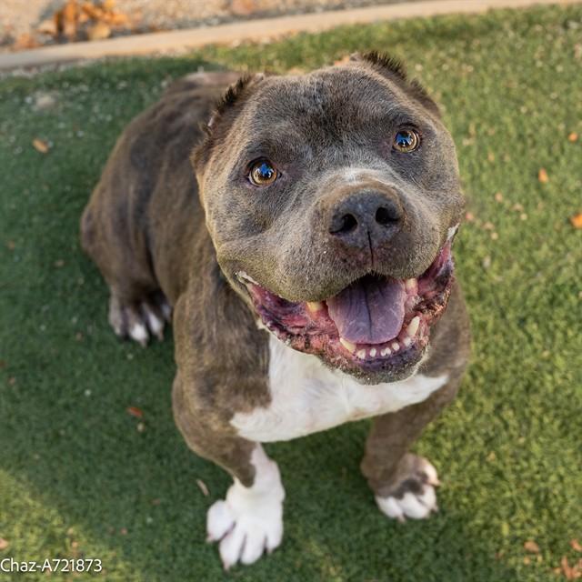 CHAZ, Adoptable, Adult Male American Staffordshire Terrier.