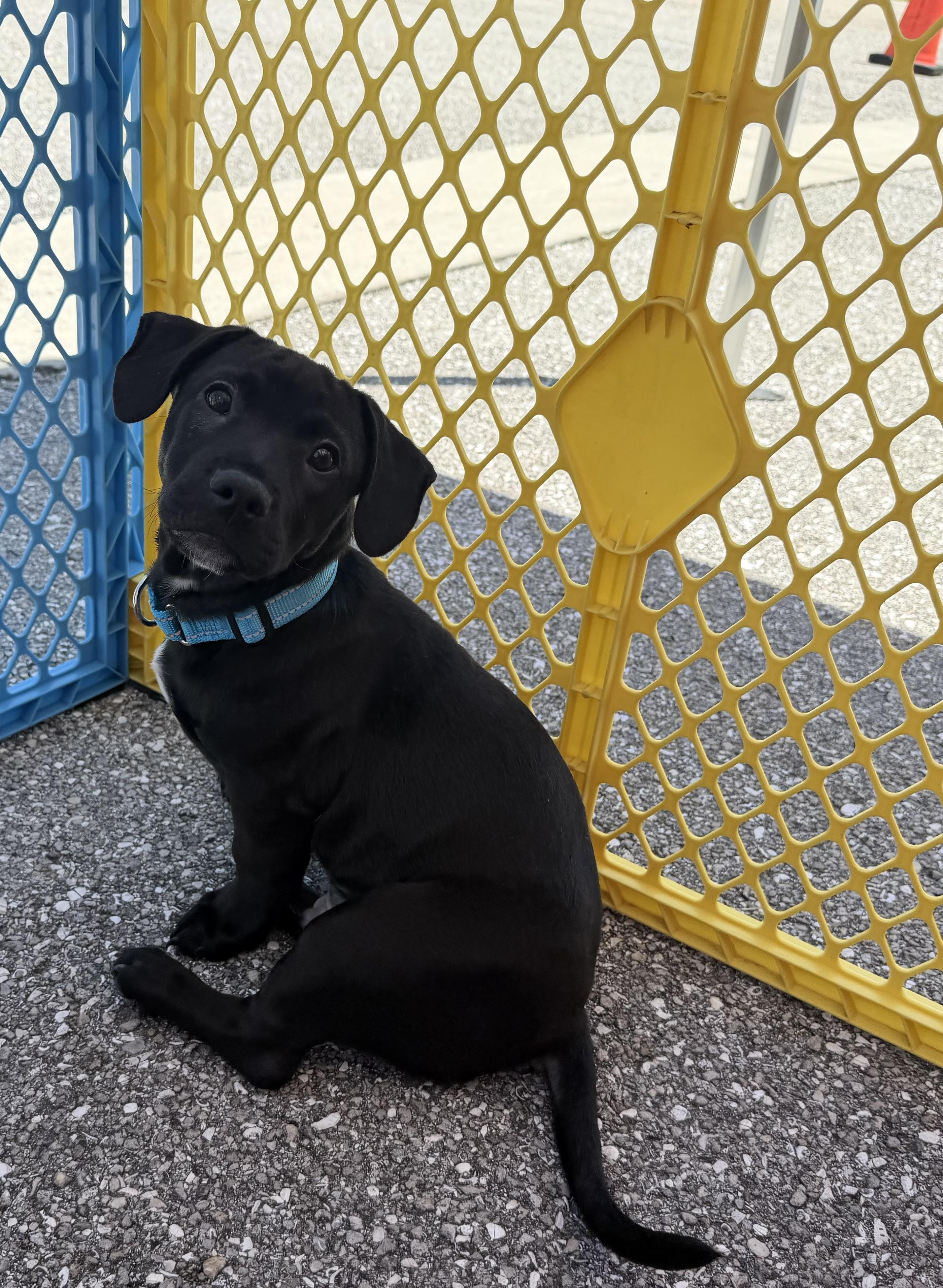 Enlarge Oscar, an adopted mixed breed in Palm springs, FL image 3/5