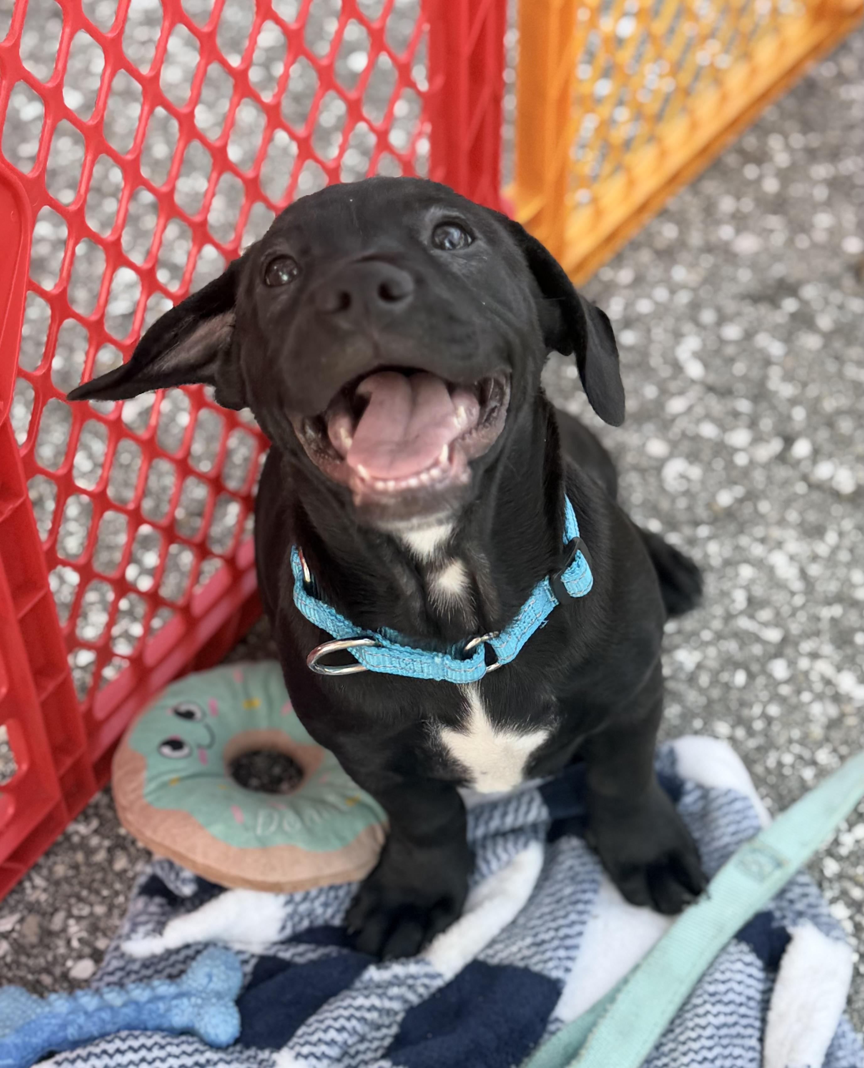 Oscar, adopted, Puppy Male Black Labrador Retriever & Dachshund.