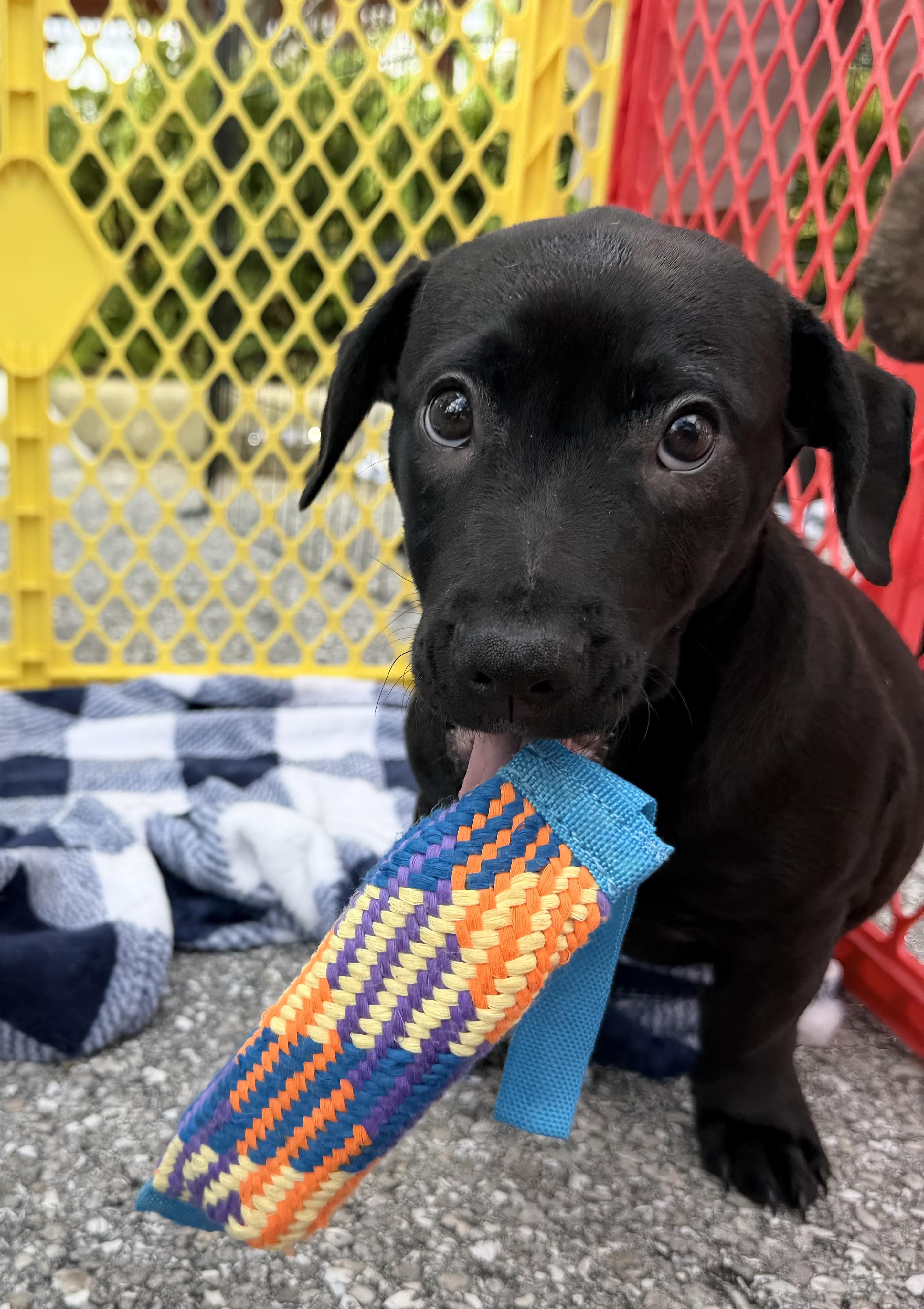 Enlarge Oscar, an adopted mixed breed in Palm springs, FL image 4/5