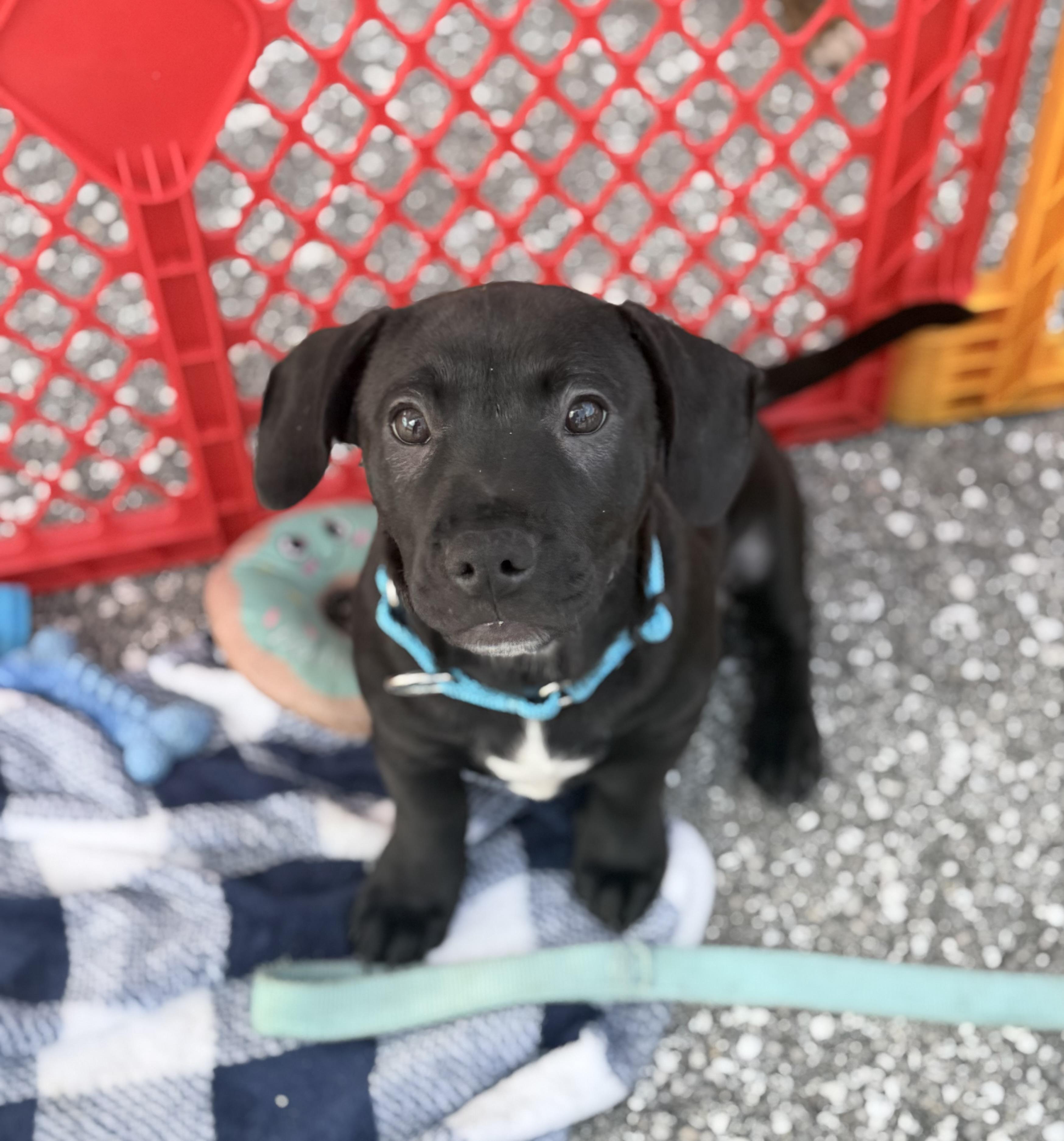 Enlarge Oscar, an adopted mixed breed in Palm springs, FL image 5/5