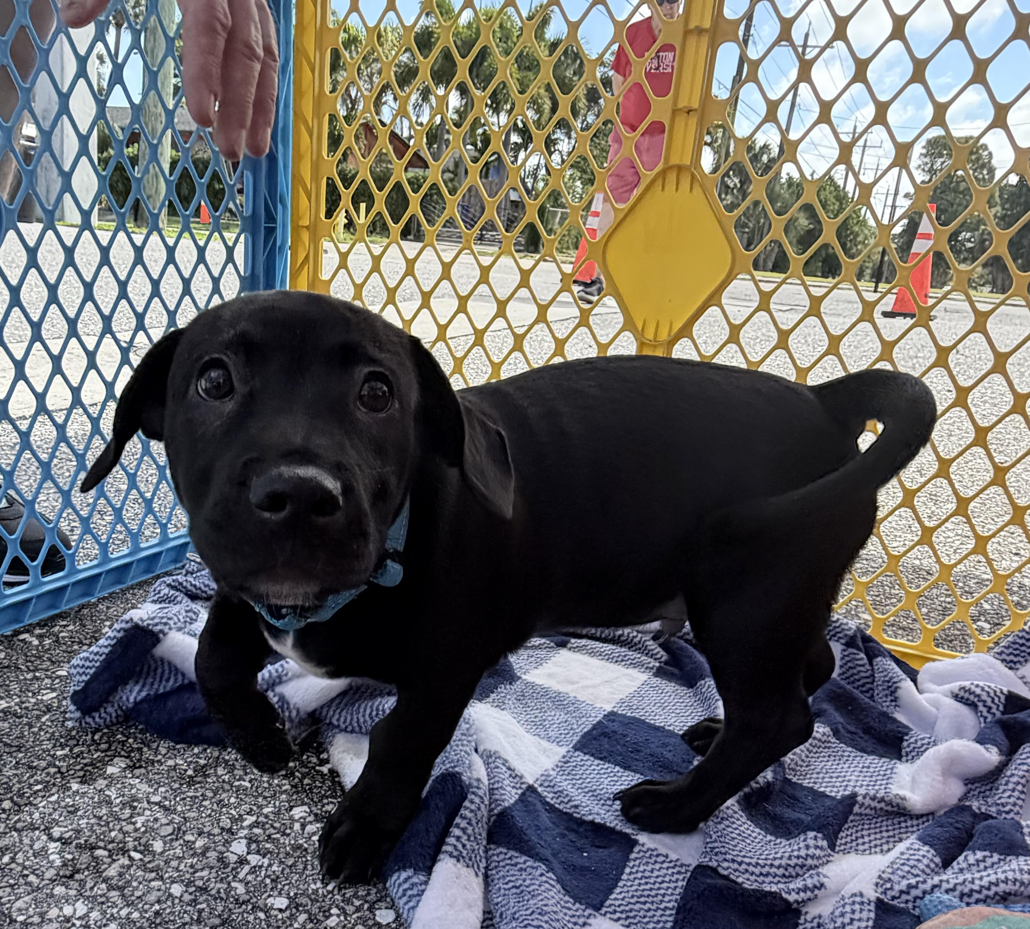 Enlarge Oscar, an adopted mixed breed in Palm springs, FL image 2/5