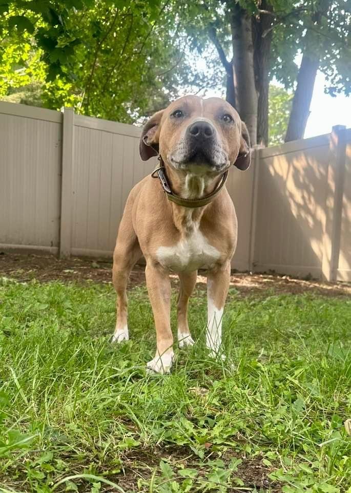 Petey, a Adopted American Staffordshire Terrier in Grand Rapids, MI image 1/2