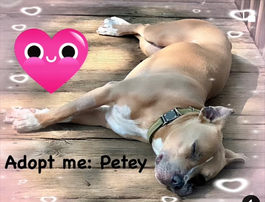 Petey, a Adopted American Staffordshire Terrier in Grand Rapids, MI image 2/2