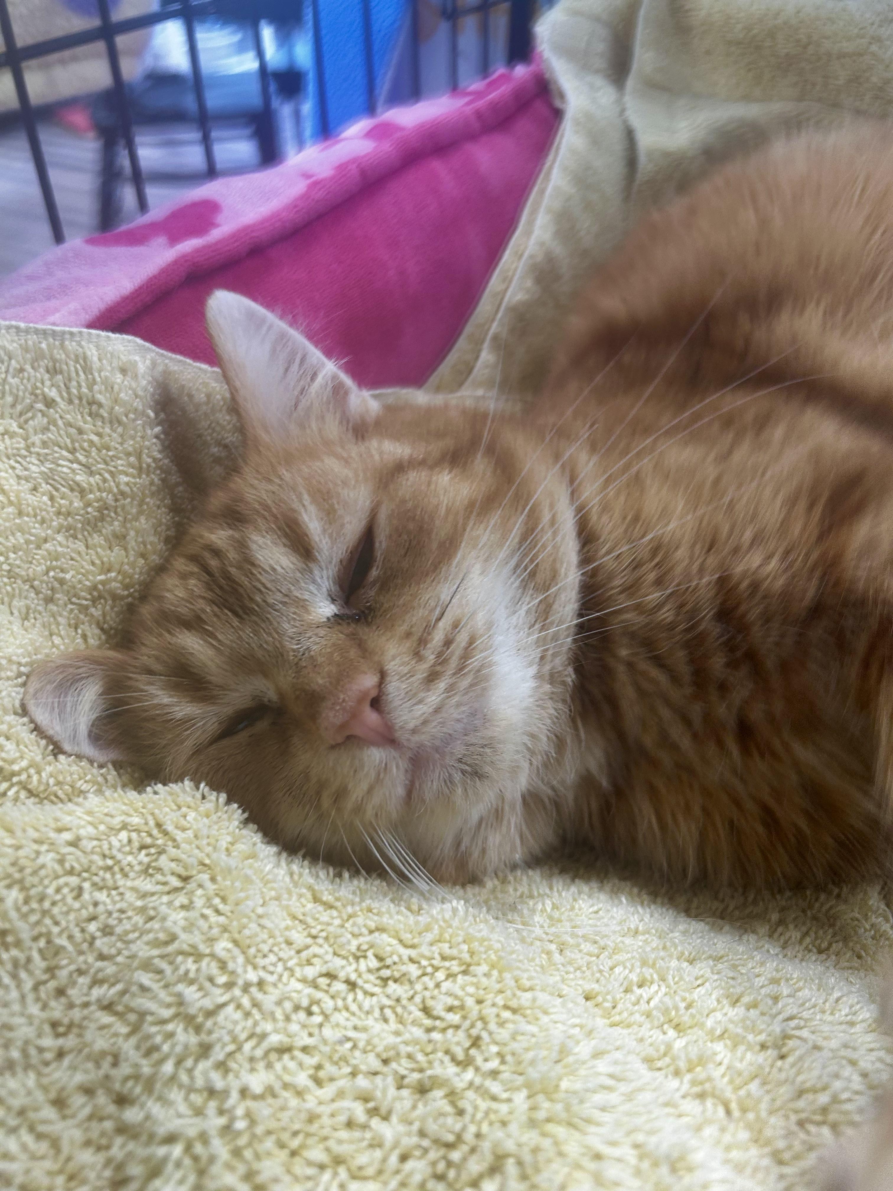 Enlarge Tammy - ADOPTION PENDING!, a Adoptable Tabby in Grand Rapids, MI image 4/6