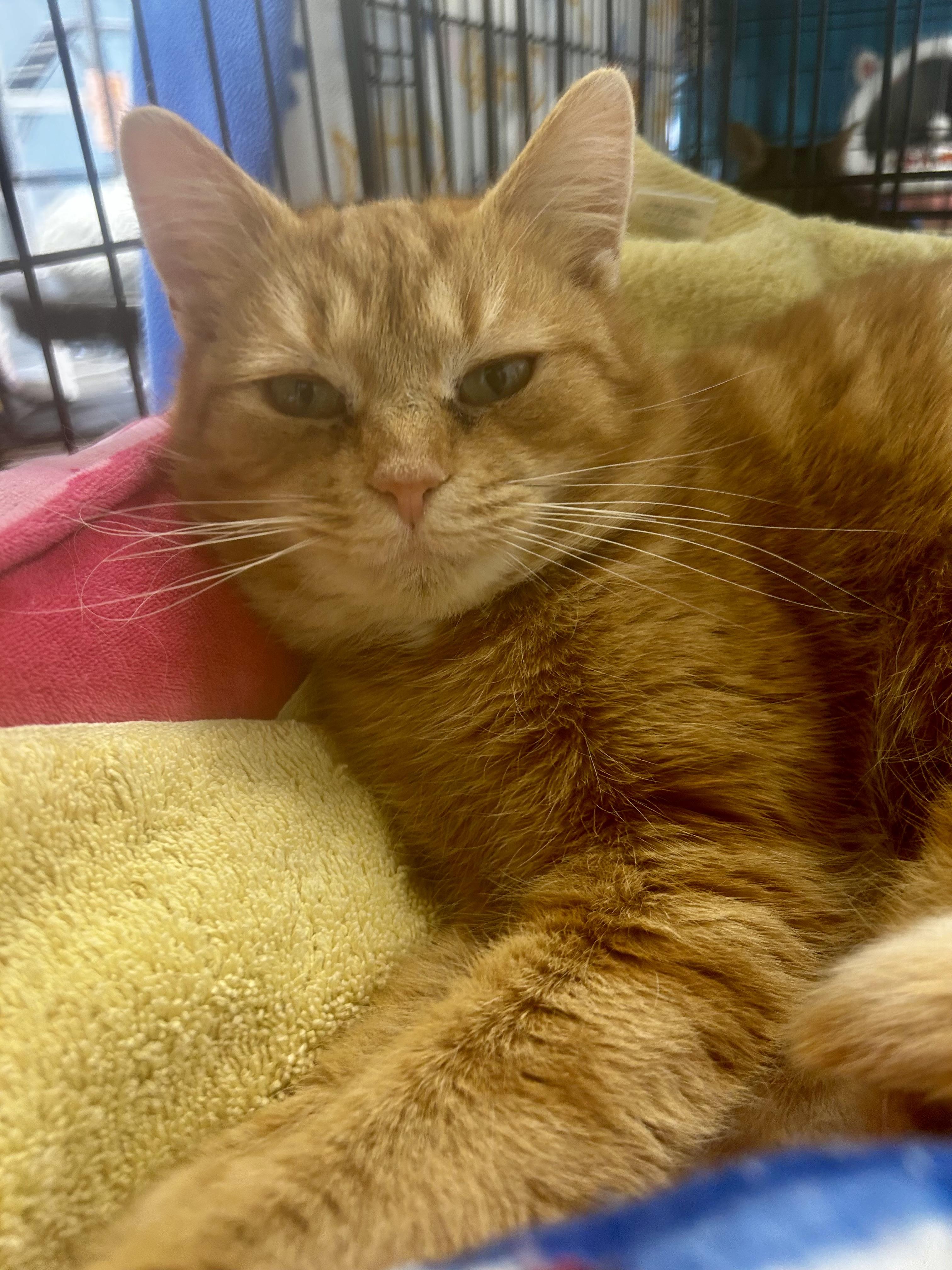 Enlarge Tammy - ADOPTION PENDING!, a Adoptable Tabby in Grand Rapids, MI image 3/6