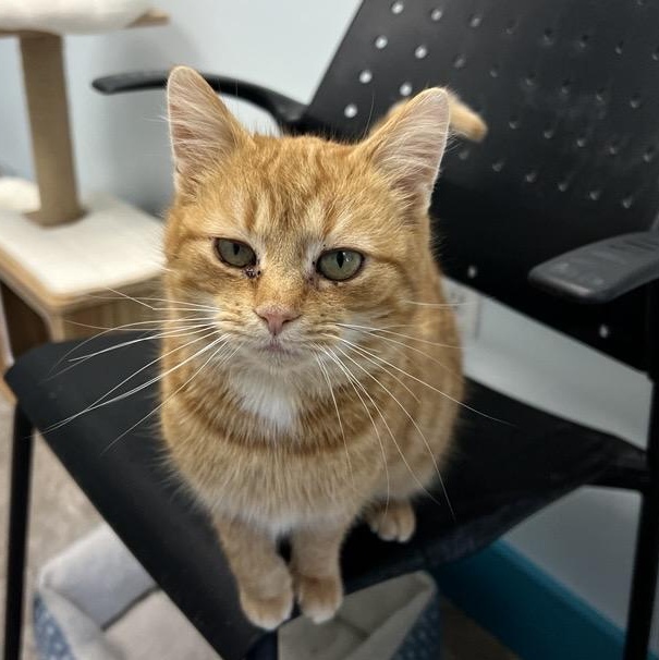 Enlarge Tammy - ADOPTION PENDING!, a Adoptable Tabby in Grand Rapids, MI image 1/6