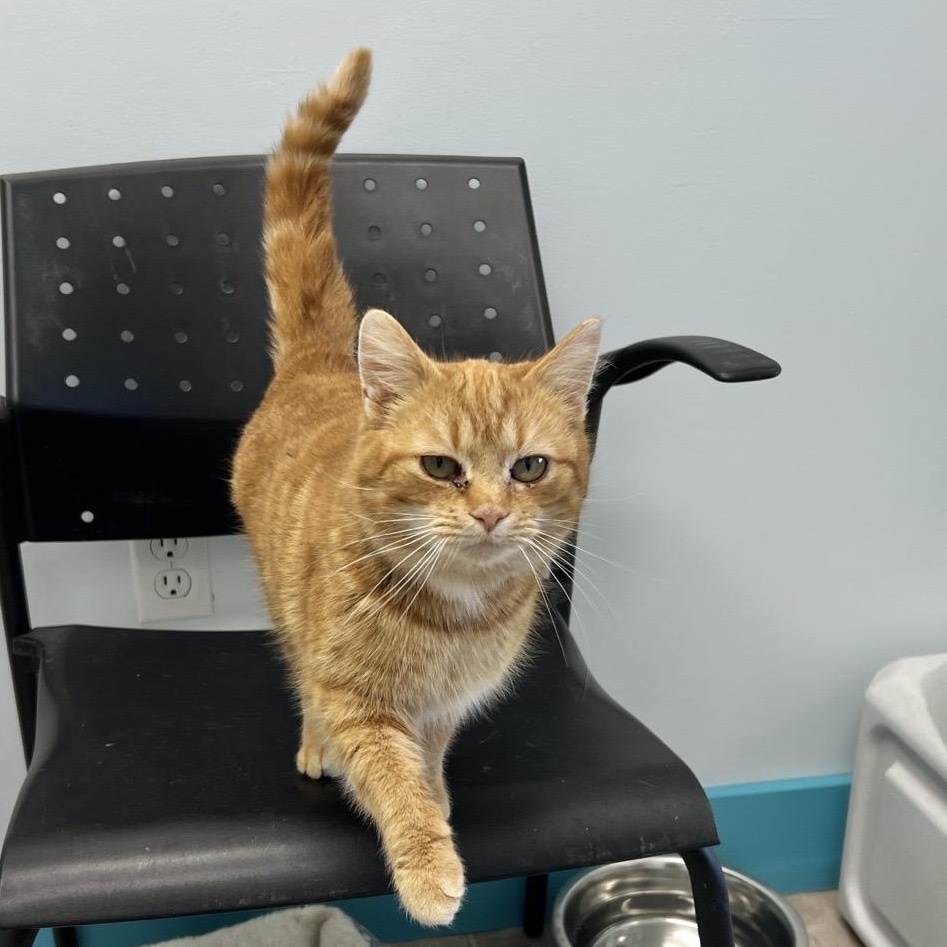 Enlarge Tammy - ADOPTION PENDING!, a Adoptable Tabby in Grand Rapids, MI image 5/6