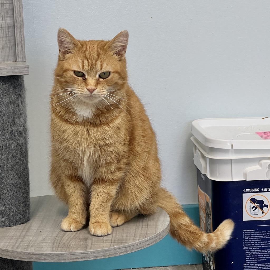 Enlarge Tammy - ADOPTION PENDING!, a Adoptable Tabby in Grand Rapids, MI image 2/6